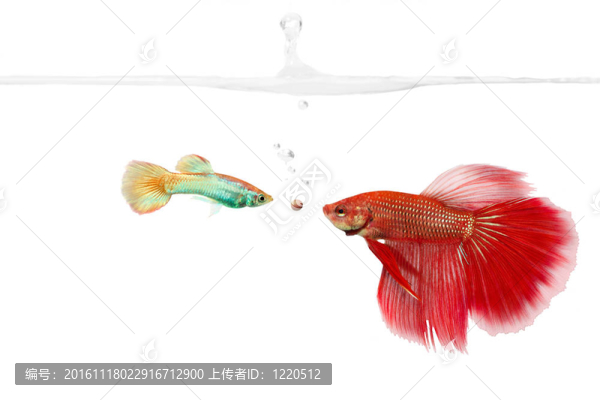 無與倫比的