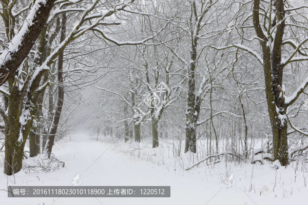 雪道；捷克共和國(guó)