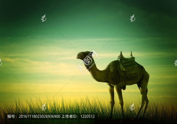 駱駝在沙漠