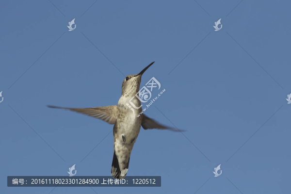 蜂鳥在飛行