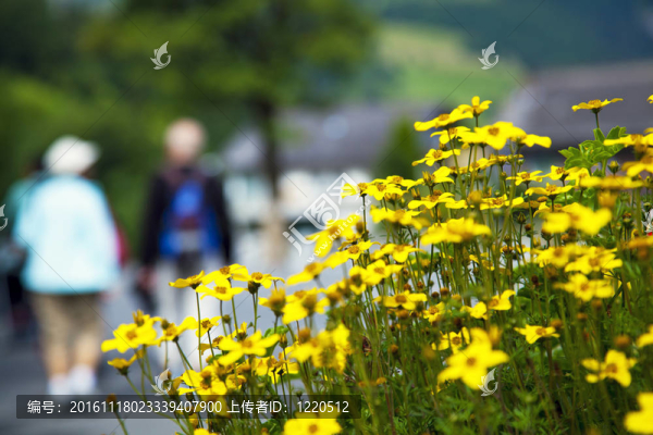 在瑞士阿爾卑斯山的徒步旅行
