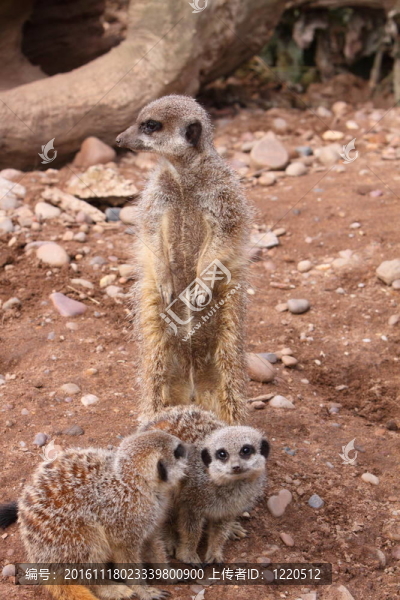 貓鼬項(xiàng)目Suricata,suricatta