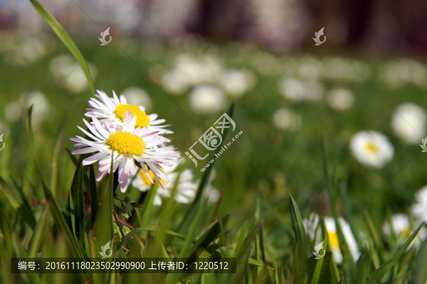 雛菊花在草叢中的生長