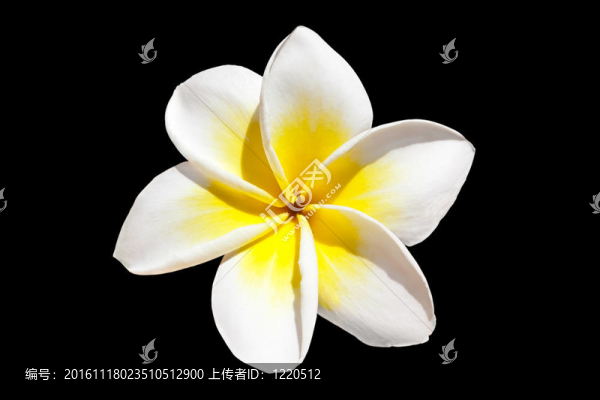 素馨花