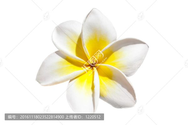 素馨花