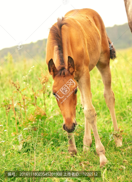 在草地上漂亮的紅色小馬駒