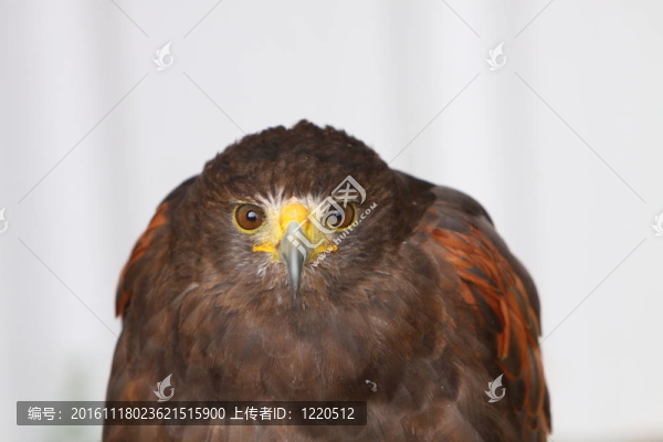 哈里斯鷹