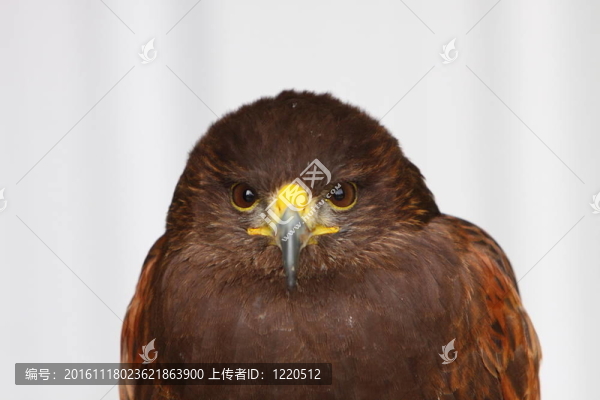 哈里斯鷹