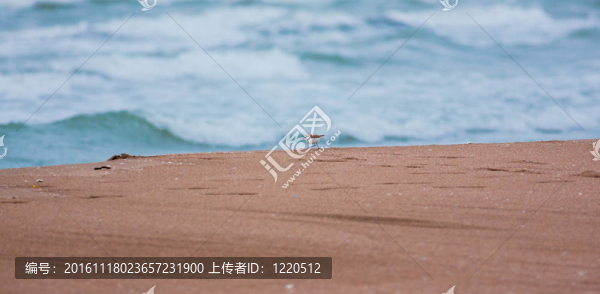 環(huán)帶球晶