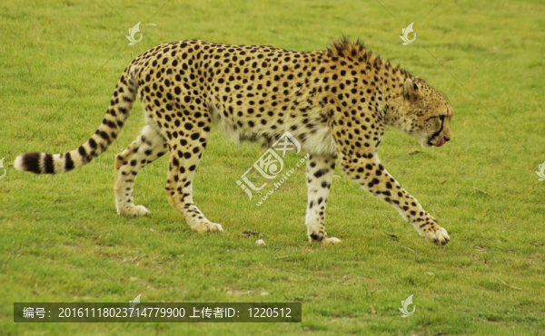 獵豹