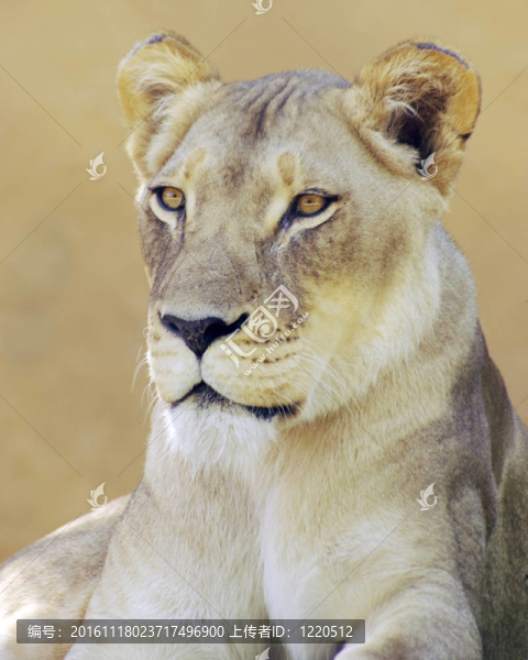 母獅