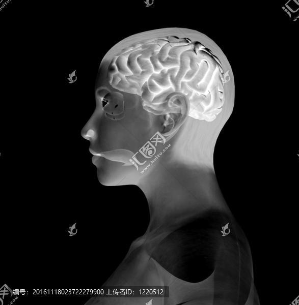 我的大腦