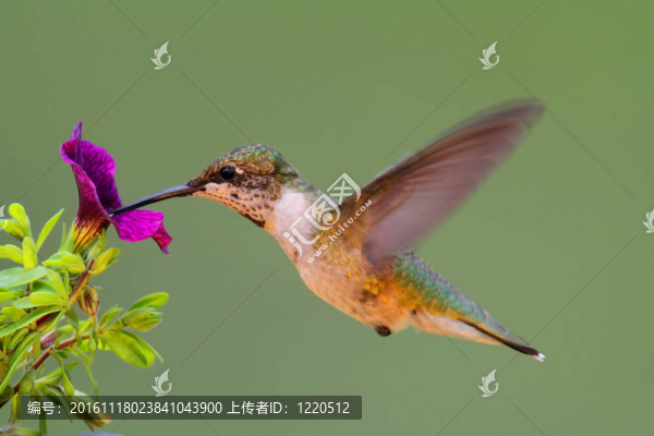 少年紅寶石喉蜂鳥（紅喉北蜂鳥）
