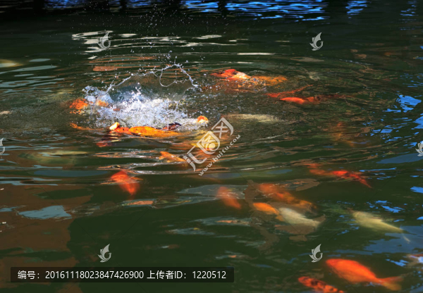 魚（鯉魚）爭(zhēng)奪食物。