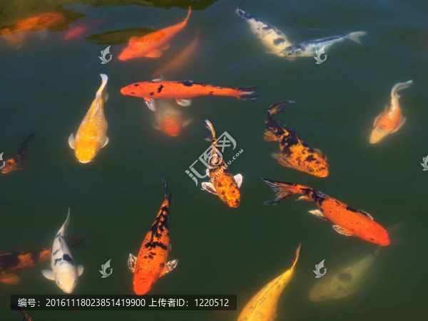 一群魚（鯉魚）在池塘里。