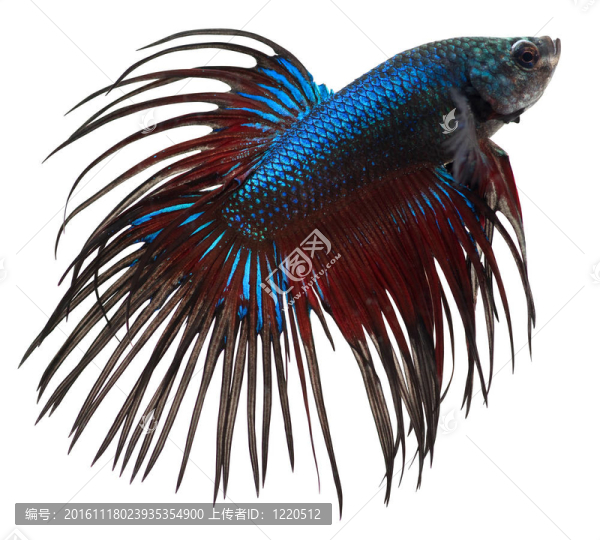 暹羅斗魚。斗魚