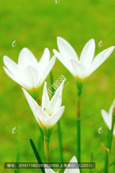 莉莉花白色