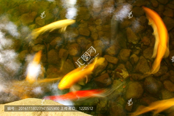 日本的魚-匯圖網(wǎng) www.fosd68.com 日本的魚