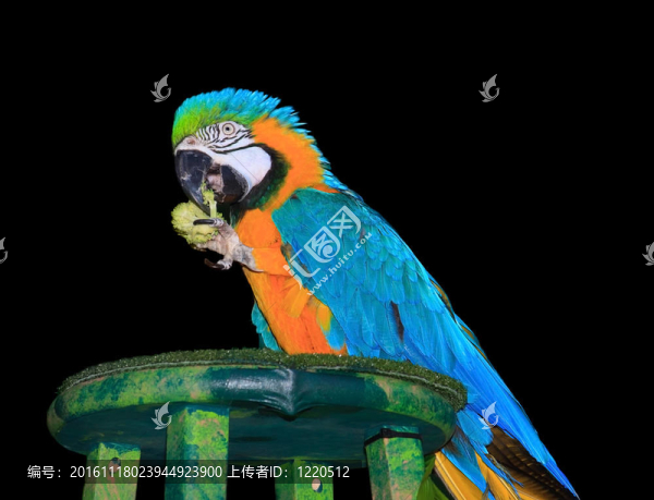 一個(gè)豐富多彩的金剛鸚鵡孤立的肖像