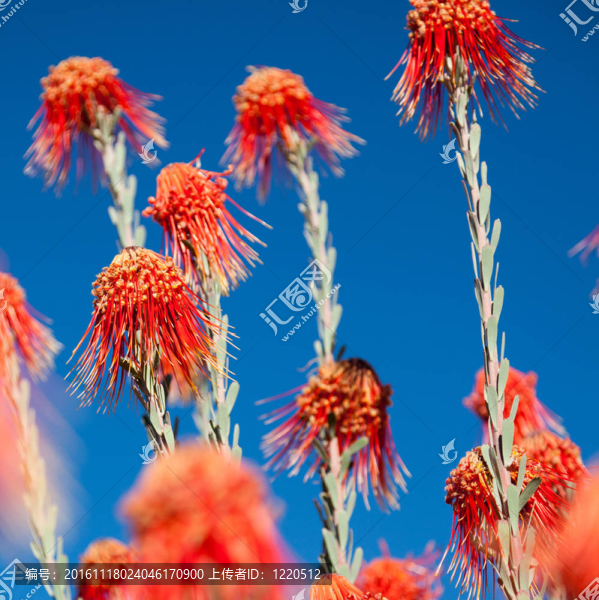 南非紅沙漠植物廣場