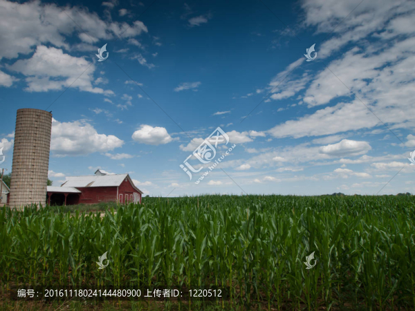 麥田和Barn