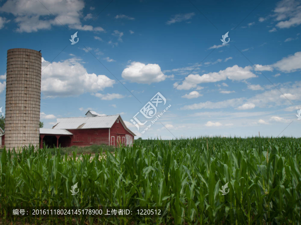 麥田和Barn