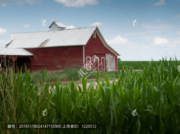麥田和Barn