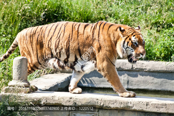 走虎（Panthera,Tigris）