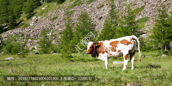 牛和意大利阿爾卑斯山