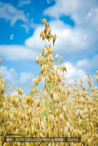 燕麥