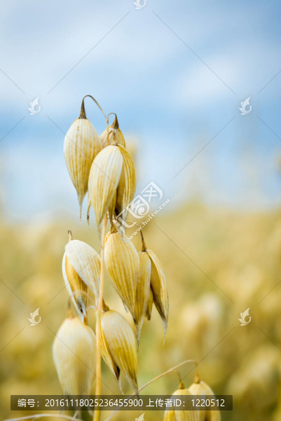 燕麥