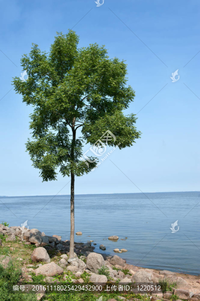 藍(lán)色天空和大海的孤獨(dú)的樹(shù)
