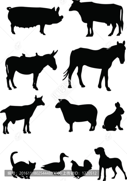 國內(nèi)動物