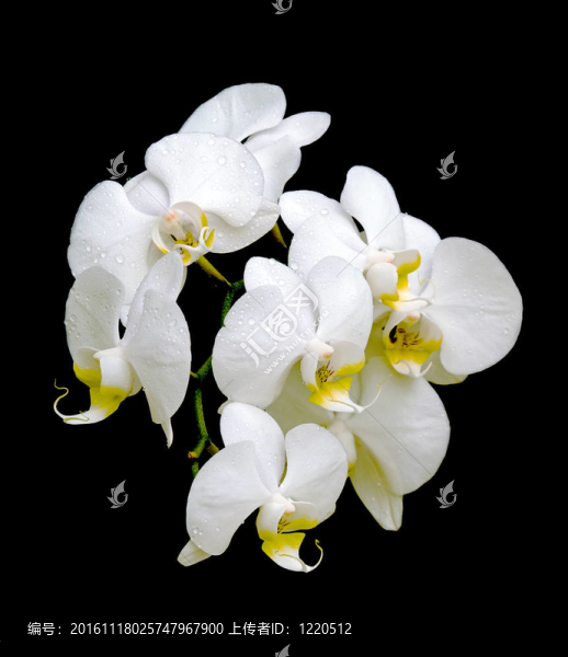 白蘭花滴露珠