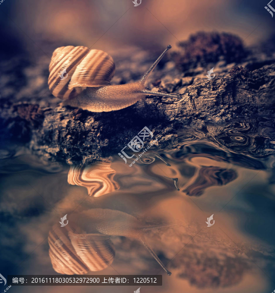 樹皮蝸牛