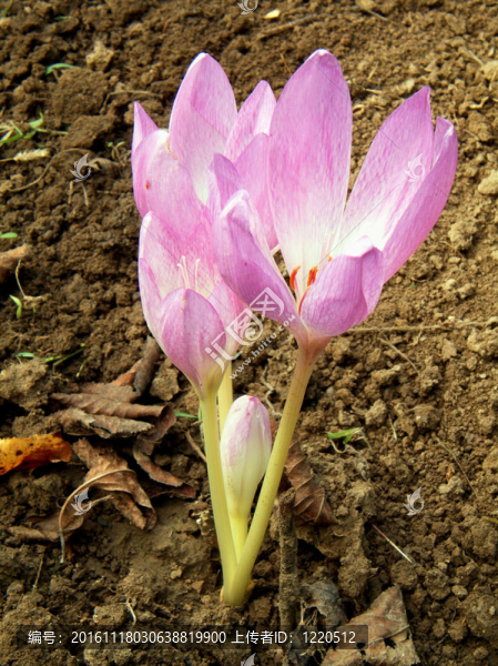 秋花秋水仙萊拉