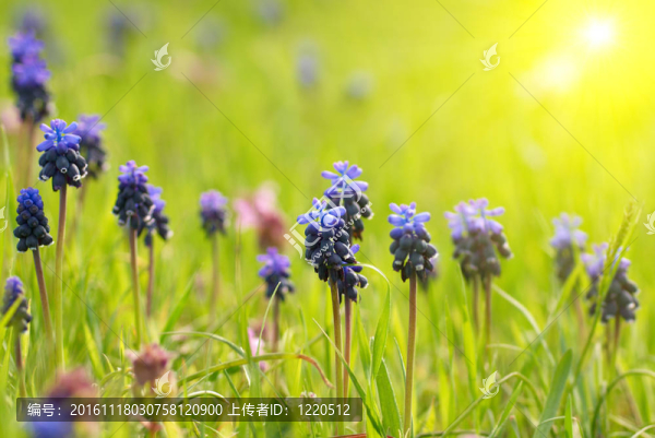 綠色的草hyacinthes