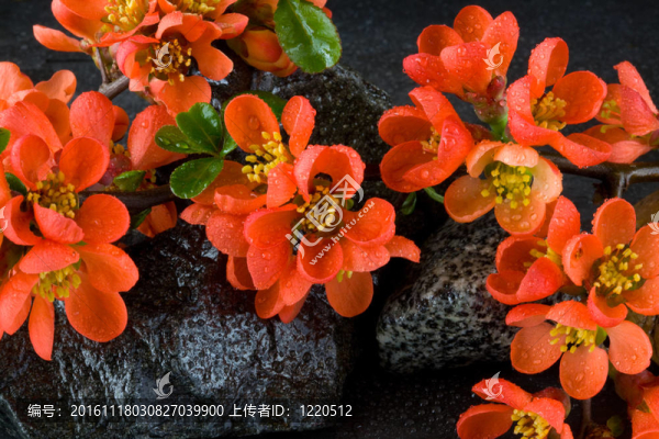 粳型花崗巖