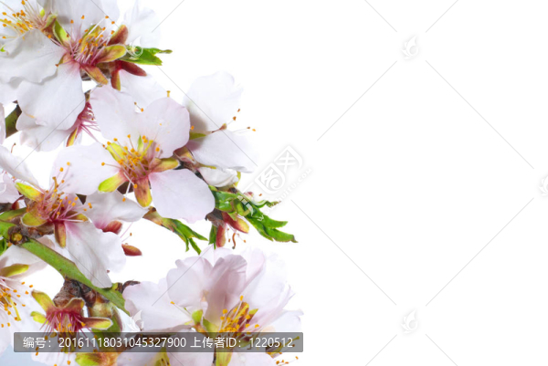 杏仁白的花