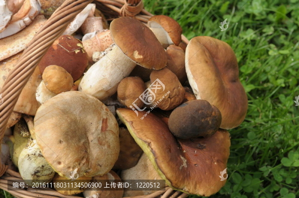 菜籃子里的蘑菇