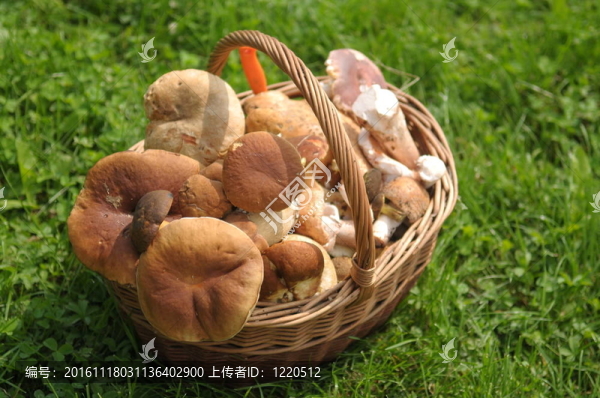 菜籃子里的蘑菇