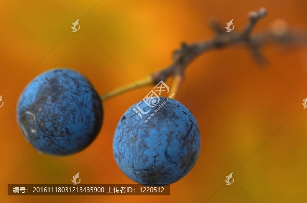 黑刺李