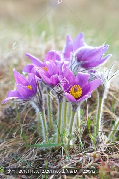Flowers,Pasqueflower（Pulsatilla,patens）