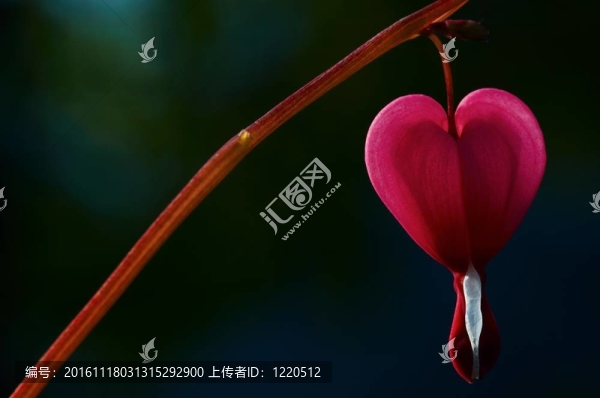 荷包牡丹