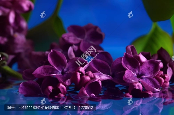 丁香花