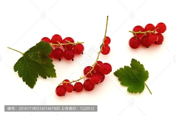醋栗
