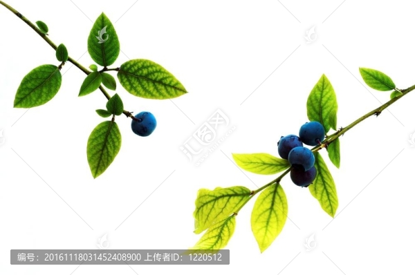 藍莓
