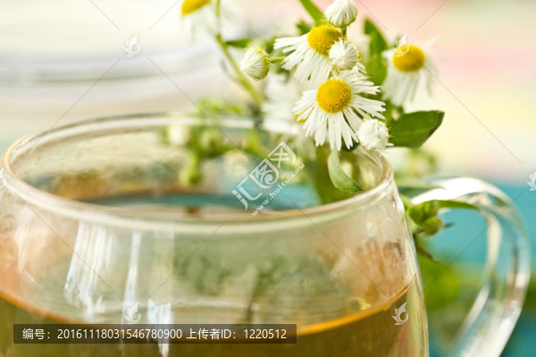甘菊茶