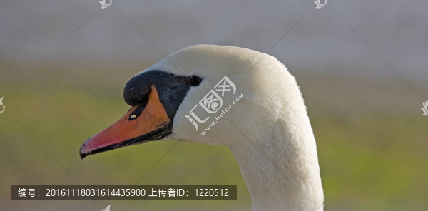 雄性疣鼻天鵝