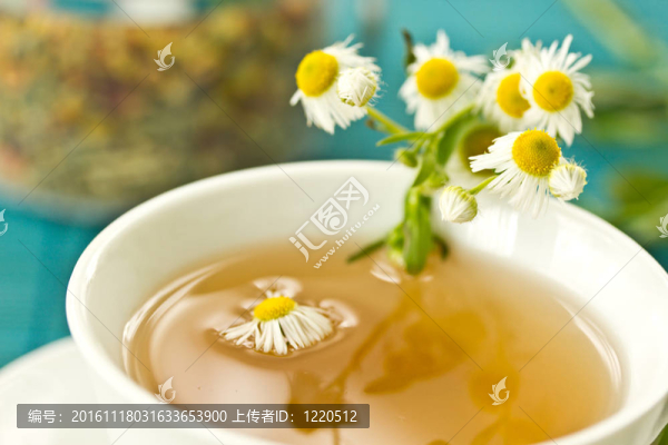 甘菊茶